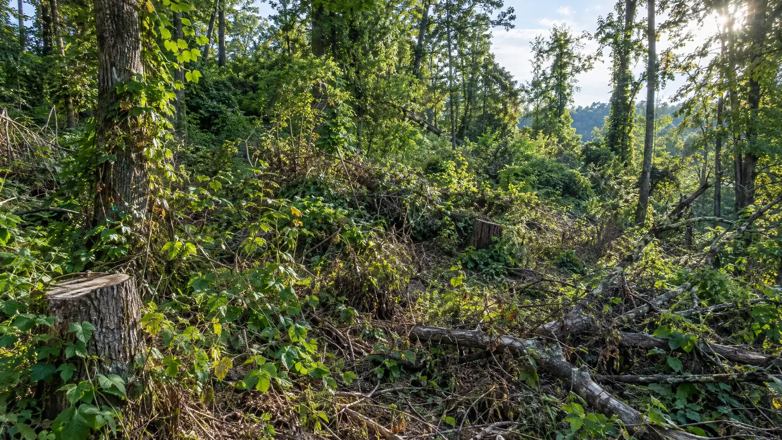Before: an overgrown wooded slope with stumps, brush and vines